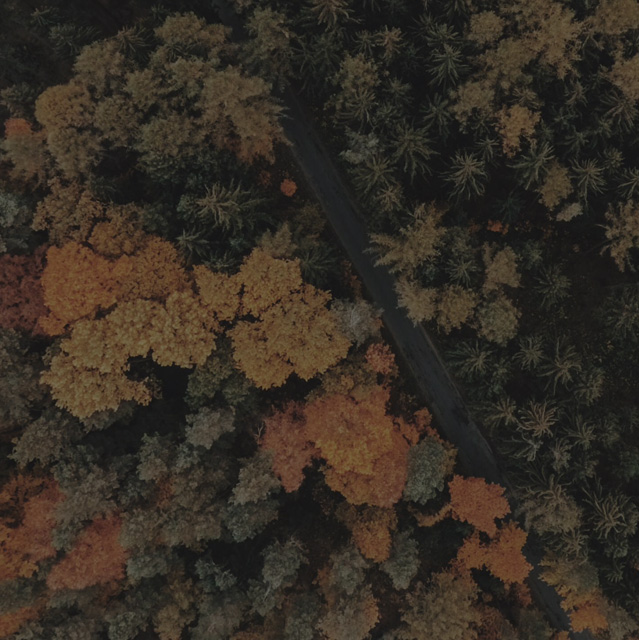 dan colombo music leaves background